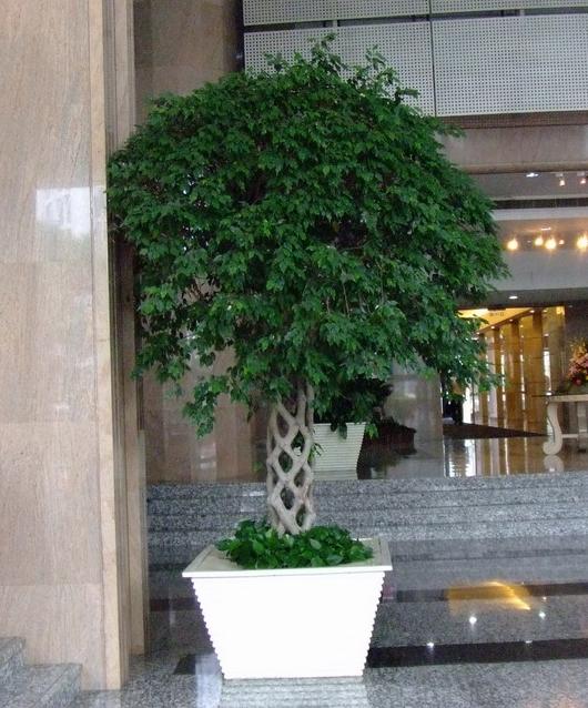 榕树笼|杭州植物租赁